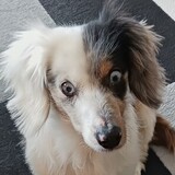 Entry image for Couper