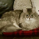 Entry image for Willow Whisp