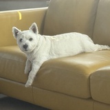 Entry image for Lexi Willow