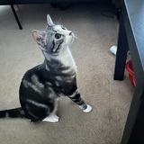 Entry image for Boris