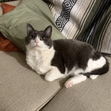 Entry image for Olive