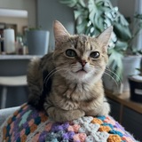 Entry image for Agnes