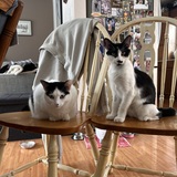 Entry image for Jersey and Gouda