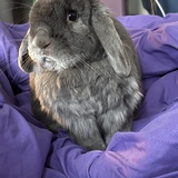 Entry image for Rexie