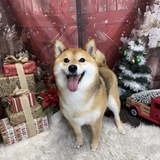 Entry image for Mika