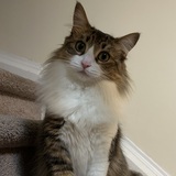Entry image for Pepper