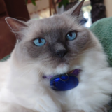 Entry image for Little Blue