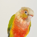 Entry image for Milo 