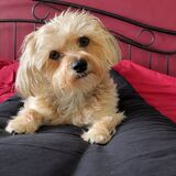 Entry image for Laddie