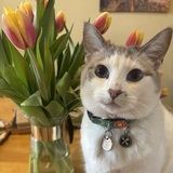 Entry image for Hazel