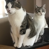 Entry image for Sawyer & Mimi