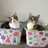 Entry image for Cookie and CoCo