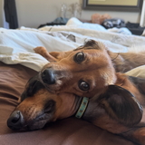 Entry image for Milo and Tucker