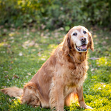 Entry image for Dug
