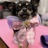 Entry image for Gracie