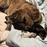 Entry image for Louie & Loki