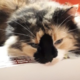 Entry image for Smudge