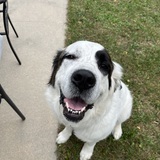 Entry image for Phoebe