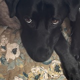 Entry image for Scarlett 