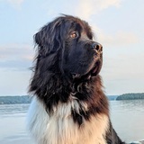 Entry image for Henry Bear