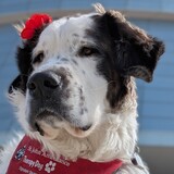 Entry image for Freckles