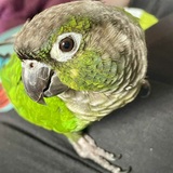 Entry image for Percy