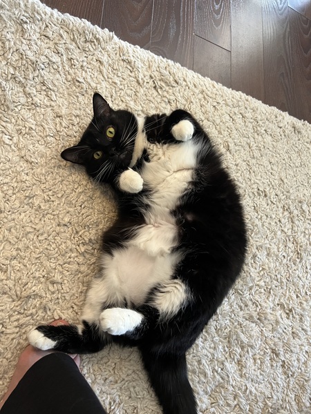 Entry image for Fiddle . Clicking this image will show a larger photo