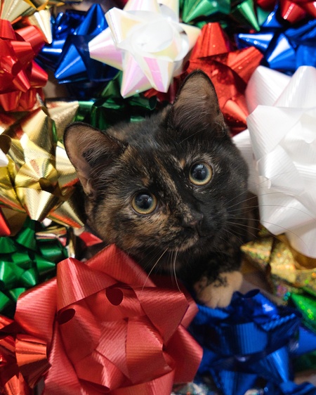 Entry image for Poppy. Clicking this image will show a larger photo