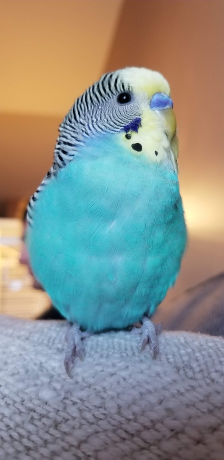 Entry image for Milo. Clicking this image will show a larger photo