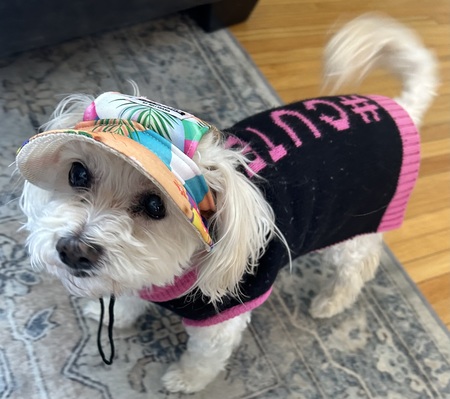 Entry image for Bailey . Clicking this image will show a larger photo