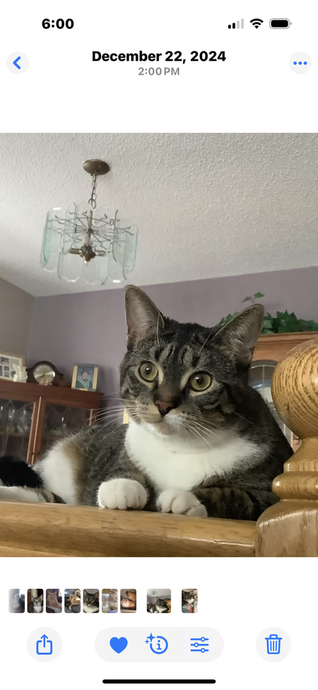 Entry image for Laura Lavender. Clicking this image will show a larger photo