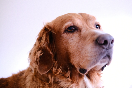 Entry image for Buddy . Clicking this image will show a larger photo