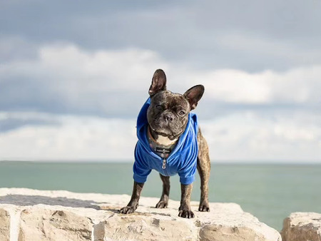 Entry image for Pepe. Clicking this image will show a larger photo