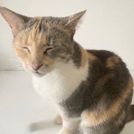 Entry image for Cheese. Clicking this image will show a larger photo