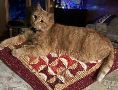 Entry image for Molly. Clicking this image will show a larger photo