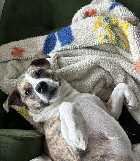 Entry image for Kit. Clicking this image will show a larger photo