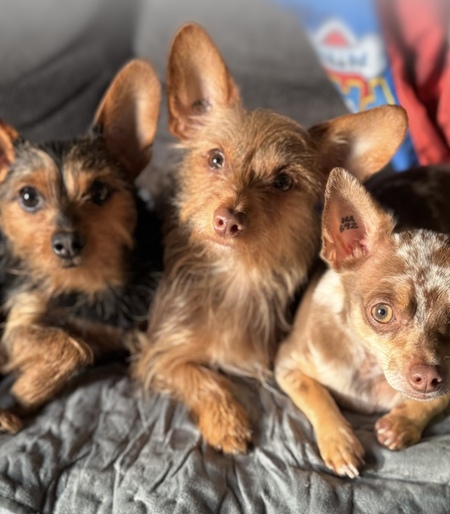 Entry image for Kingston,Brixton & Piper. Clicking this image will show a larger photo