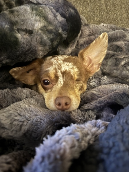 Entry image for Piper. Clicking this image will show a larger photo