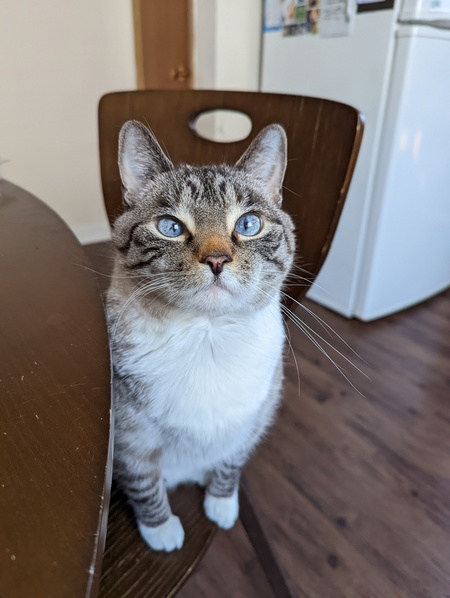 Entry image for Siris. Clicking this image will show a larger photo