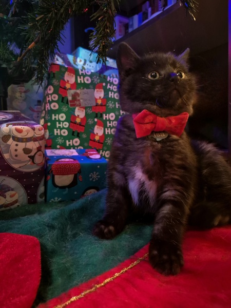 Entry image for Isa. Clicking this image will show a larger photo