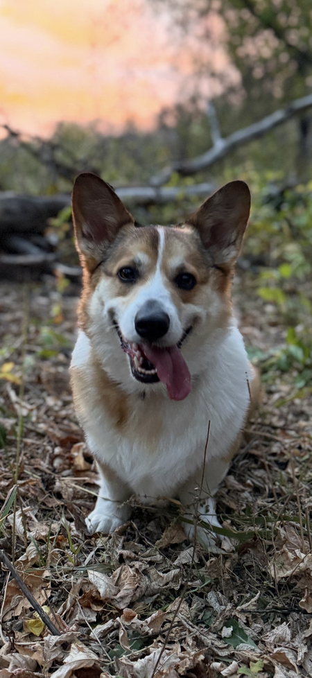 Entry image for Winston . Clicking this image will show a larger photo