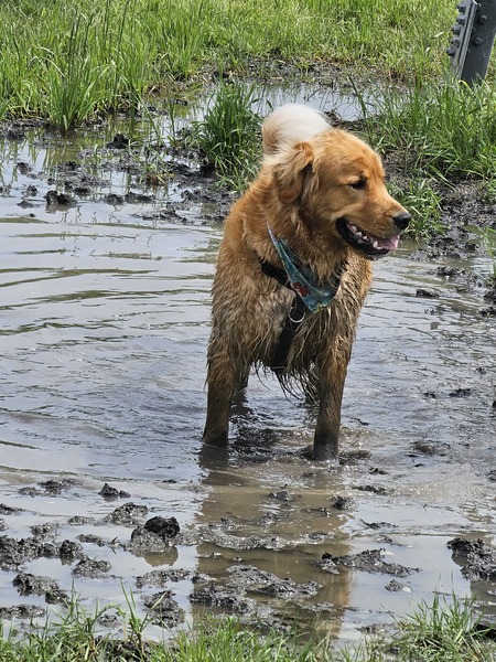 Entry image for Bomber. Clicking this image will show a larger photo