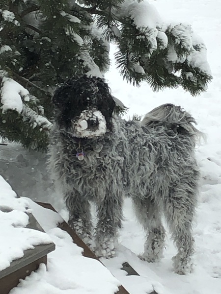 Entry image for Lucy. Clicking this image will show a larger photo