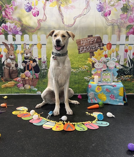 Entry image for Goose . Clicking this image will show a larger photo