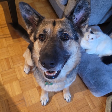 Entry image for Tilly (and her sister Lydia). Clicking this image will show a larger photo