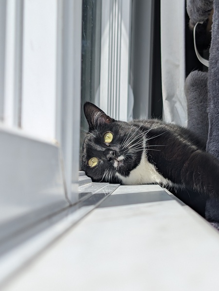 Entry image for Moustache. Clicking this image will show a larger photo