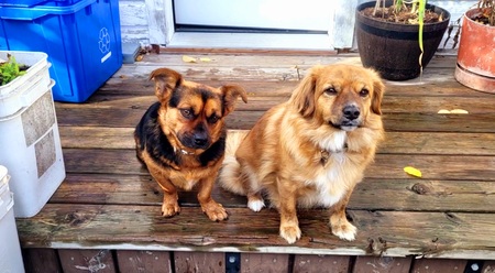 Entry image for Chop & Buttercup . Clicking this image will show a larger photo