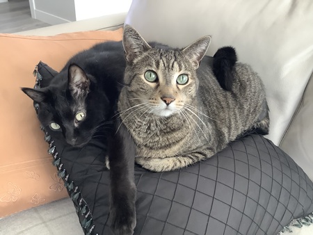 Entry image for Pumpkin and Jasper. Clicking this image will show a larger photo