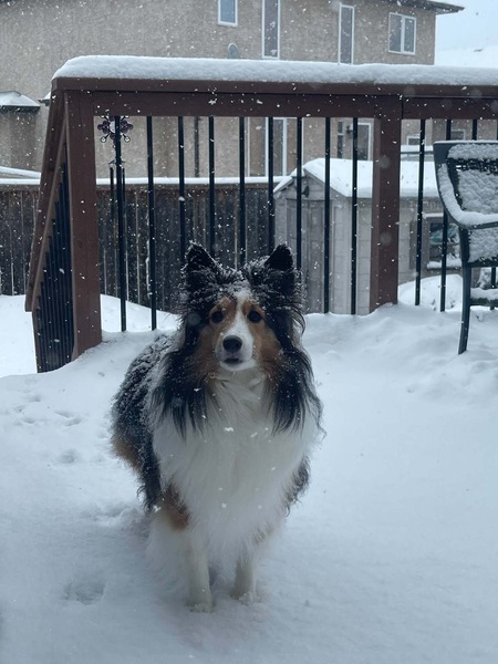 Entry image for Maizee . Clicking this image will show a larger photo