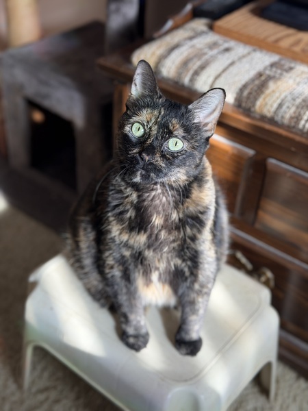 Entry image for Marley . Clicking this image will show a larger photo